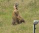 Angelina Jolie sur le tournage de  Maleficent  en Angleterre le 27 juin 2012