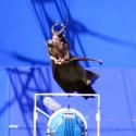 Maleficent : Angelina Jolie s'envoie en l'air avec ses cornes