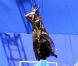 La sorcière Angelina Jolie sur le tournage de  Maleficent  en Angleterre. Le 11 juillet 2012.