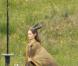 Angelina Jolie dans la peau de Maléfique pour le tournage du film des studios Disney en Angleterre en juin 2012