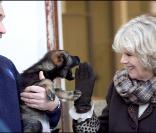 Camilla Parker-Bowles en visite dans un centre d'entraînement pour chiens