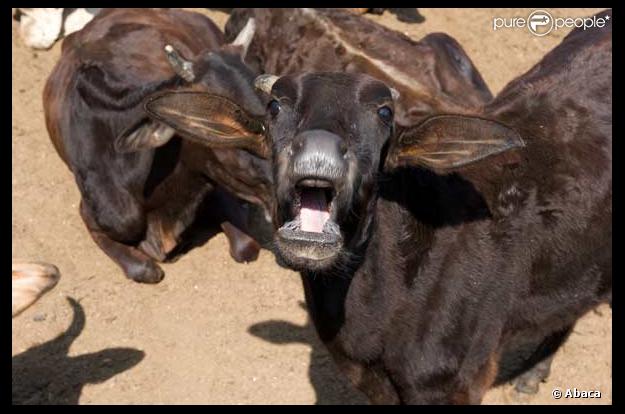 Ces hommes boivent l'urine de ces vaches... Ils veulent rester jeunes.