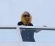 Lady Gaga scrute Miami depuis le toit de l'hôtel Fontainebleau, quelques heures avant son concert du 31 décembre 2009