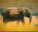 Bande-annonce de la Ferme Célébrités en Afrique
