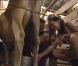 David et Adeline et mettent aussi à la traite des vaches 