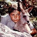 Le papa de Skippy le kangourou est mort...