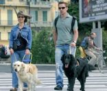 Stéphane Bern se mobilise pour la Fédération Française des Associations de Chiens guides d'aveugles en soutenant la campgane Gagnez en autonomie. 