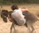 Jean-Pierre tombe de l'âne dans Pékin Express : la route des grands fauves sur M6 le mercredi 8 juin 2011