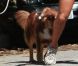 Amanda Seyfried fait un jogging avec son chien et son coach sportif dans les rues de Hollywood le 28 octobre 2011