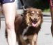 Amanda Seyfried fait un jogging avec son chien et son coach sportif dans les rues de Hollywood le 28 octobre 2011