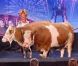 Heidi et ses vaches dans La France a un Incroyable Talent sur M6 le mercredi 2 novembre 2011