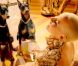 Amber Rose dans la nouvelle pub Smirnoff