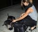 Elisabetta Canalis a récupéré ses chiens à son arrivée le 17 mai 2012 à l'aéroport de Los Angeles, après son passage à Cannes.