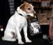 Le chien Uggie fait la promotion de ses mémoires, Uggie : The Artist, à Londres, le 30 octobre 2012
