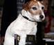 L'adorable Uggie fait la promotion de ses mémoires, Uggie : The Artist, à Londres, le 30 octobre 2012