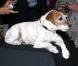 Uggie, le chien fait la promotion de ses mémoires, Uggie : The Artist, à Londres, le 30 octobre 2012