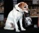 Uggie fait la promotion de ses mémoires, Uggie : The Artist, à Londres, le 30 octobre 2012 - Ce livre a du chien !