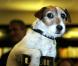 Uggie, fier, fait la promotion de ses mémoires, Uggie : The Artist, à Londres, le 30 octobre 2012