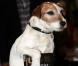 Uggie fait la promotion de ses mémoires, Uggie : The Artist, à Londres, le 30 octobre 2012