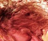 Robert Plant donne toujours tout sur scène