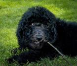 La famille princière de Norvège avec leur nouveau chien Milly Kakao le 28 juin 2009 à Oslo : Sverre Magnus 