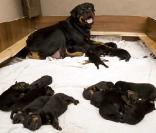 Ce Rottweiler a donné naissance à 18 chiots, un record !
