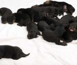 Ce Rottweiler a donné naissance à 18 chiots, un record !