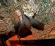Dede Koswara, l'homme arbre... Lorsqu'il travaillé dans un cirque en tant que "monstre"... 