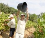 Patrice Drevet lors des Vendanges du Désert, au domaine de Bertaud-Belieu, le 27 août 2009