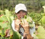 Stéphanie Fugain lors des Vendanges du Désert, au domaine de Bertaud-Belieu, le 27 août 2009