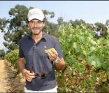 Pascal Elbé lors des Vendanges du Désert, au domaine de Bertaud-Belieu, le 27 août 2009
