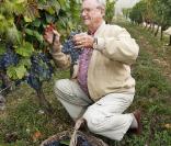 Henri de Laborde de Monpezat, prince consort de Danemark, dans les vignes de son château de Caïx le 24 septembre 2009, domaine producteur d'un Cahors réputé