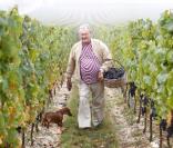 Henri de Laborde de Monpezat, prince consort de Danemark, dans les vignes de son château de Caïx le 24 septembre 2009, domaine producteur d'un Cahors réputé
