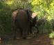 Un éléphant charge la voiture des fermières  