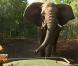 Les fermières sont attaquées par un éléphant