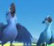 Les images du prochain film d'animation  Rio .