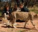 Le prince William et Harry visitaient mardi 15 juin une réserve naturelle au Botswana