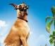La vidéo de l'enregistrement de la voix de Marmaduke par Omar Sy.