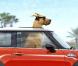 Des images de  Marmaduke , en salles le 18 août. 
