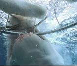 Yves Rénier est dans la cage et un requin blanc attaque l\'armature ! En Australie en septembre 2010<br />