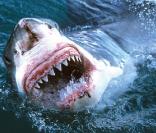 Yves Rénier et un requin en Australie en septembre 2010<br />