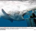 Alors qu\'Yves Renier est dans la cage... le requin attaque !!