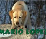 Paris Hilton et Mario Lopez prêtent leurs voix à deux chiens dans un téléfilm américain. Bande-annonce.
