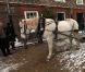 Le 3 décembre 2010, le prince Charles réceptionnait son sapin de Noël, porté par un Percheron. Son épouse Camilla, dans le même temps, se démultipliait entre inaugurations et rencontres avec des écoliers.