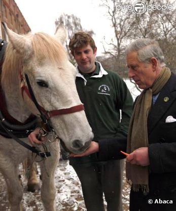 Le 3 décembre 2010, le prince Charles réceptionnait son sapin de Noël, porté par un Percheron. Son épouse Camilla, dans le même temps, se démultipliait entre inaugurations et rencontres avec des écoliers.