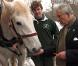 Le 3 décembre 2010, le prince Charles réceptionnait son sapin de Noël, porté par un Percheron. Son épouse Camilla, dans le même temps, se démultipliait entre inaugurations et rencontres avec des écoliers.
