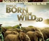 La bande annonce de  Born to be wild 3D , un documentaire de 40 minutes sur la vie des orangs-outans et éléphants orphelins