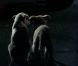 Swedish House Mafia, c'est trois DJ Heroes bien partis pour sauver le monde du clubbing de l'ennui. Mais dans le clip de leur nouveau titre, Save the world , paru le 19 mai 2011, ce sont des chiens extraordinaires les héros !