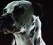 Swedish House Mafia, c'est trois DJ Heroes bien partis pour sauver le monde du clubbing de l'ennui. Mais dans le clip de leur nouveau titre, Save the world , paru le 19 mai 2011, ce sont des chiens extraordinaires les héros !