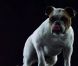Swedish House Mafia, c'est trois DJ Heroes bien partis pour sauver le monde du clubbing de l'ennui. Mais dans le clip de leur nouveau titre, Save the world , paru le 19 mai 2011, ce sont des chiens extraordinaires les héros !